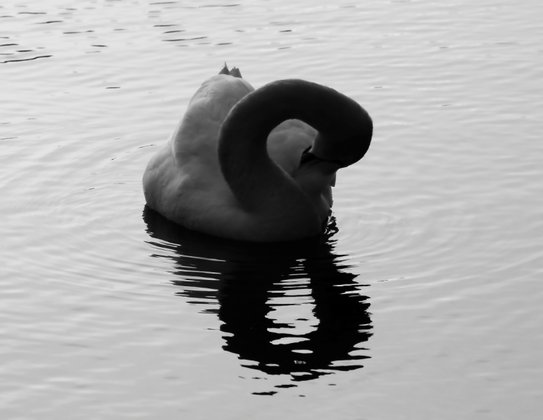 2011 05 11 IMG 31390ebw